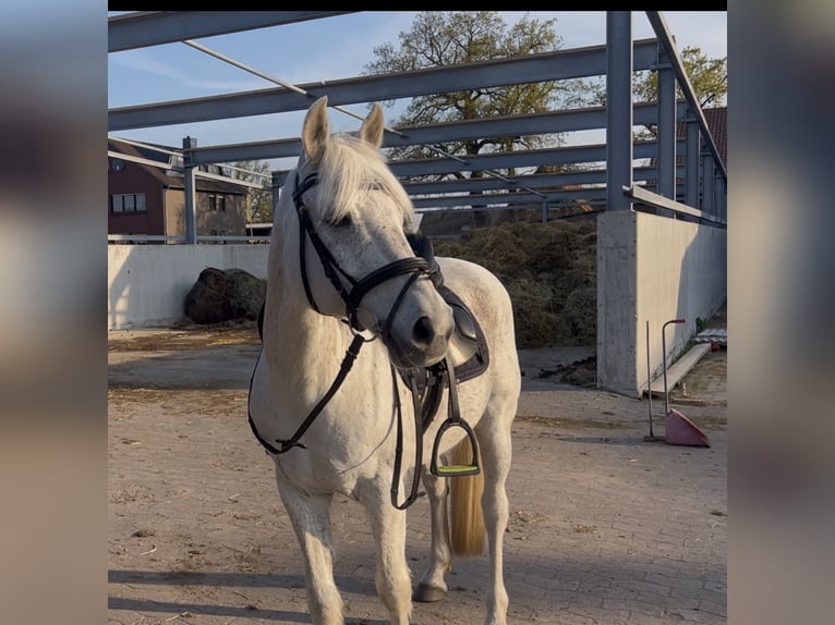 German Riding Pony Gelding 16 years 14 hh Grey-Dapple in Garbsen