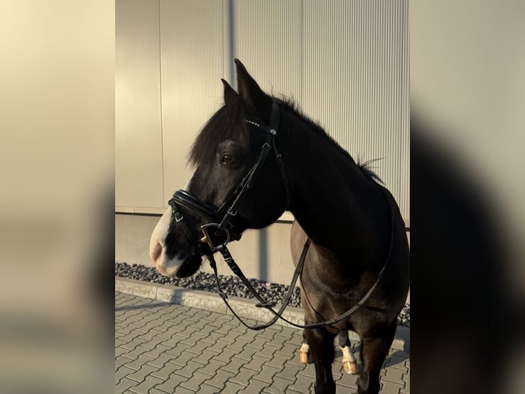 German Riding Pony Gelding 16 years 14,1 hh Black in Delitzsch