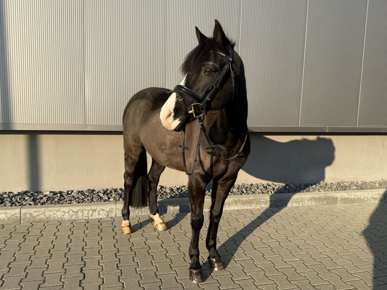 German Riding Pony Gelding 16 years 14,1 hh Black in Delitzsch