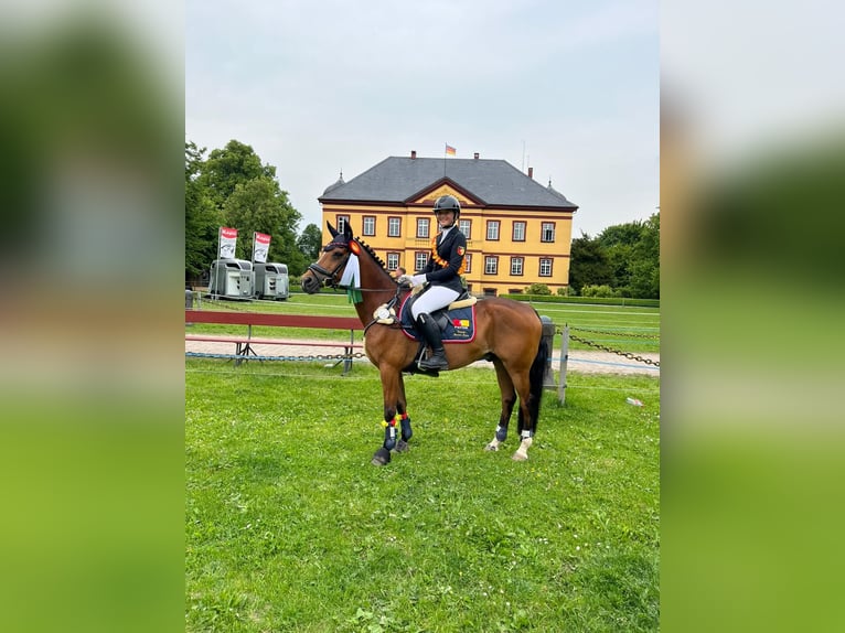 German Riding Pony Gelding 16 years 14,1 hh Brown in Moormerland German Riding Pony Gelding 16 years 14,1 hh Brown in Moormerland