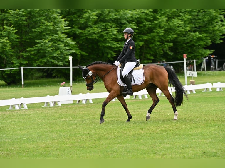 German Riding Pony Gelding 16 years 14,1 hh Brown in Moormerland German Riding Pony Gelding 16 years 14,1 hh Brown in Moormerland