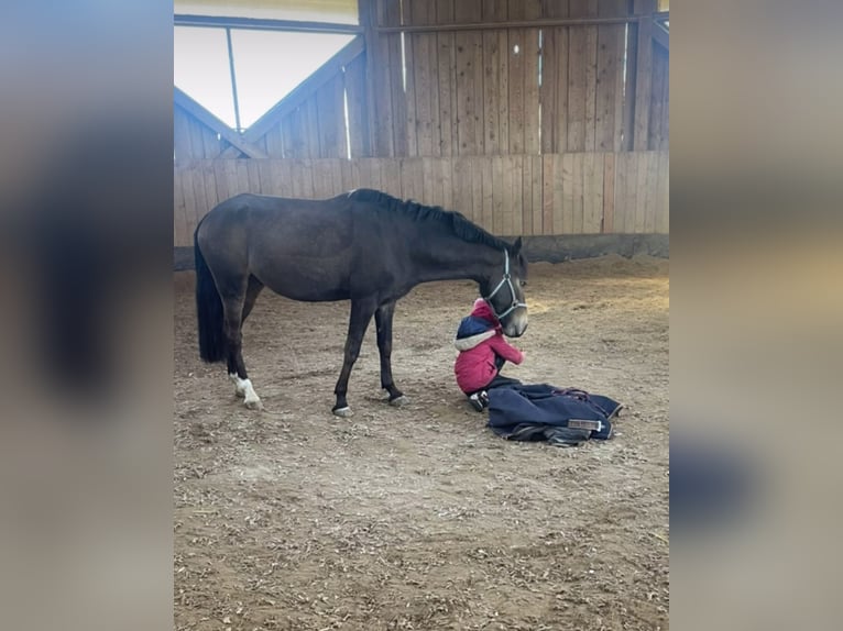 German Riding Pony Gelding 16 years 14,1 hh Dun in Eberdingen