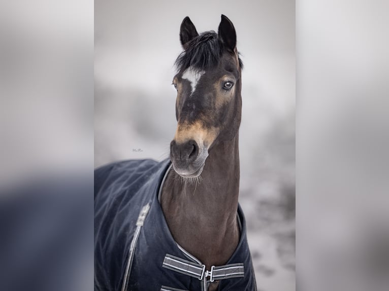 German Riding Pony Gelding 16 years 14,1 hh Dun in Eberdingen
