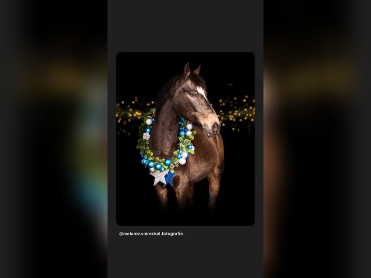 German Riding Pony Gelding 16 years 14,1 hh Dun in Eberdingen