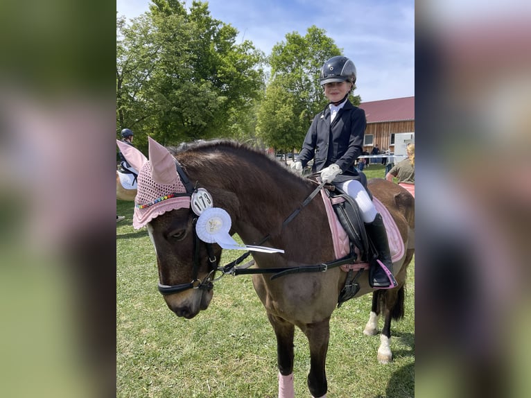 German Riding Pony Gelding 16 years 14,1 hh Dun in Eberdingen