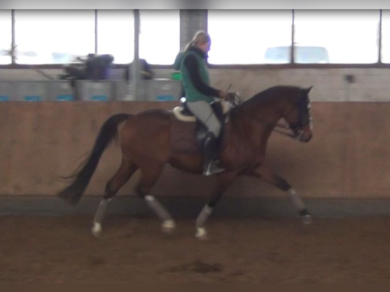 German Riding Pony Gelding 16 years 14,2 hh Brown in Poseritz