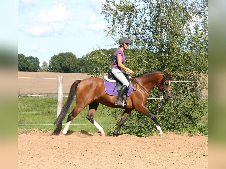 German Riding Pony Gelding 16 years 14,2 hh Brown in Poseritz