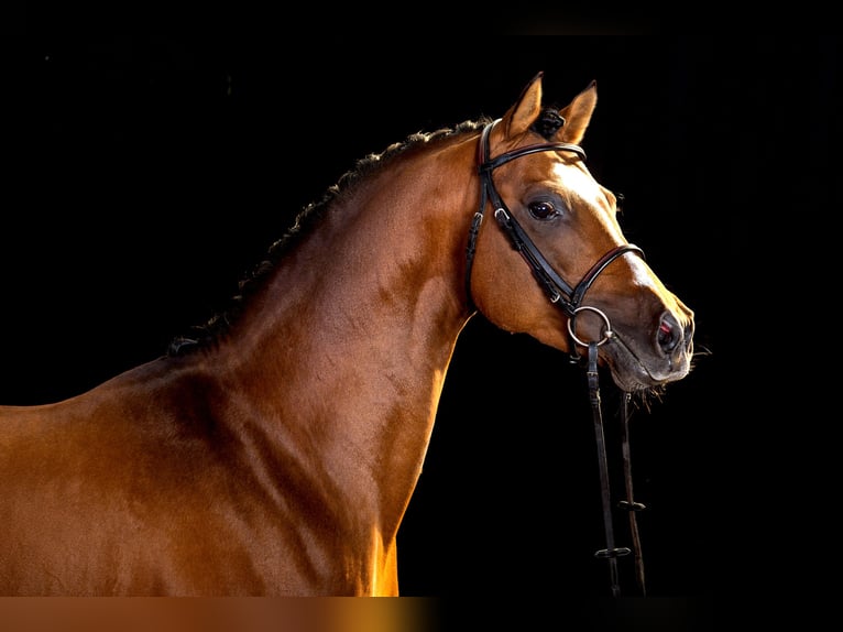 German Riding Pony Gelding 16 years 14,2 hh Brown in Poseritz