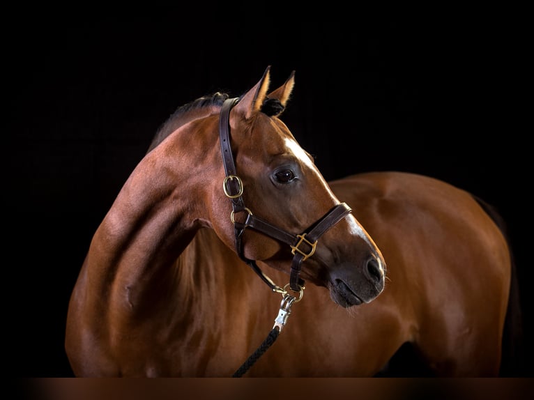 German Riding Pony Gelding 16 years 14,2 hh Brown in Poseritz