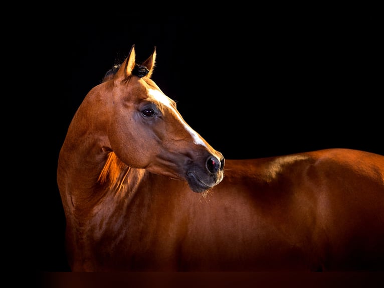 German Riding Pony Gelding 16 years 14,2 hh Brown in Poseritz
