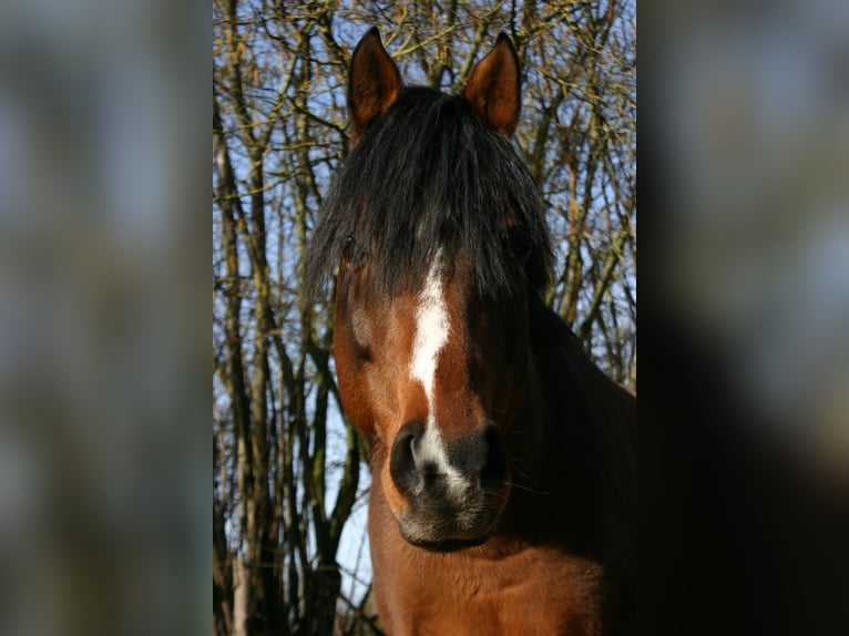 German Riding Pony Gelding 16 years 14,2 hh Brown in Poseritz