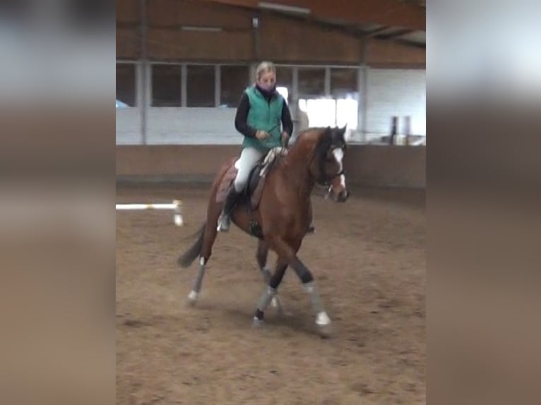 German Riding Pony Gelding 16 years 14,2 hh Brown in Poseritz