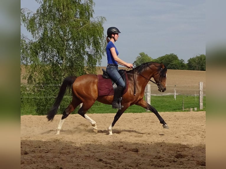 German Riding Pony Gelding 16 years 14,2 hh Brown in Poseritz