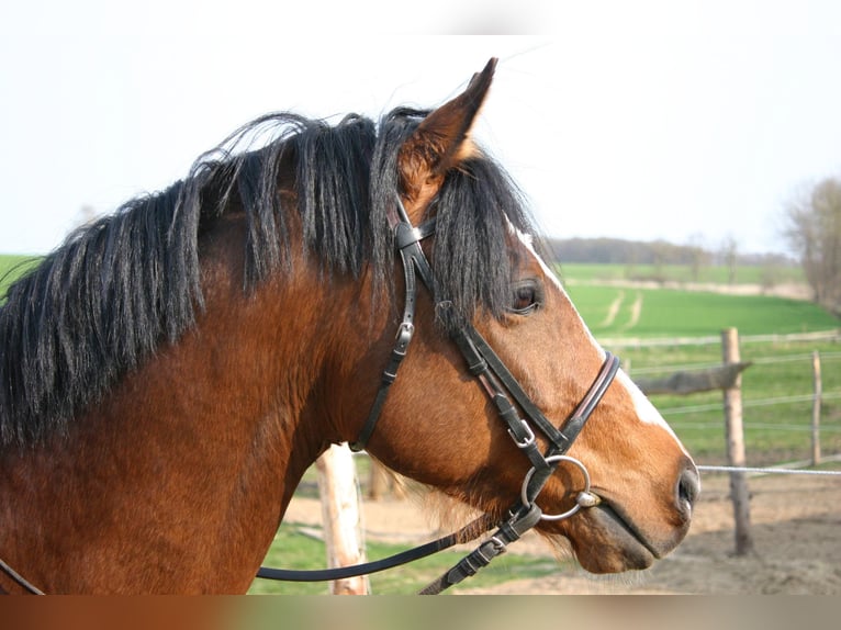 German Riding Pony Gelding 16 years 14,2 hh Brown in Poseritz