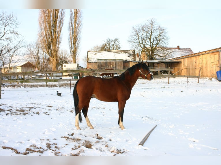 German Riding Pony Gelding 16 years 14,2 hh Brown in Poseritz
