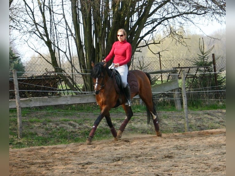 German Riding Pony Gelding 16 years 14,2 hh Brown in Poseritz