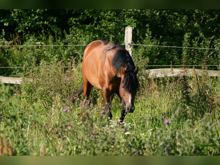 German Riding Pony Gelding 16 years 14,2 hh Brown in Poseritz