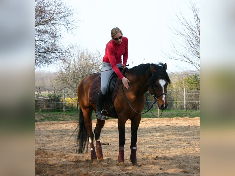 German Riding Pony Gelding 16 years 14,2 hh Brown in Poseritz
