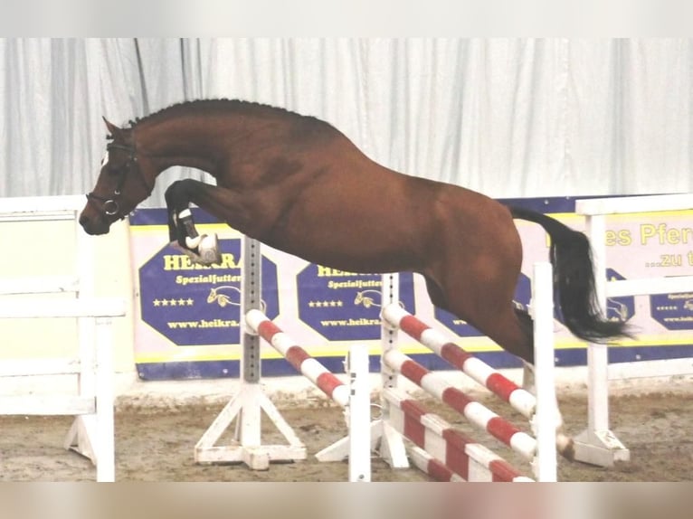 German Riding Pony Gelding 16 years 14,2 hh Brown in Poseritz
