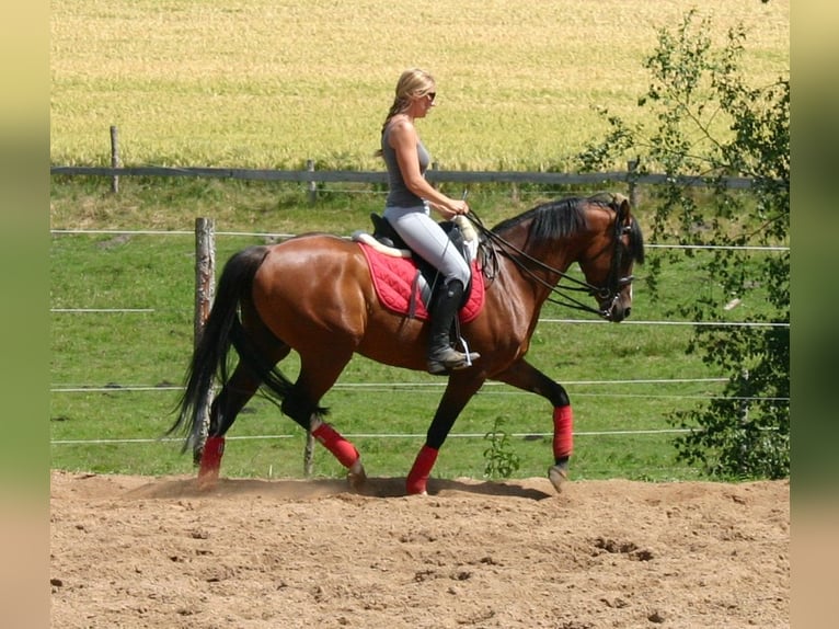 German Riding Pony Gelding 16 years 14,2 hh Brown in Poseritz