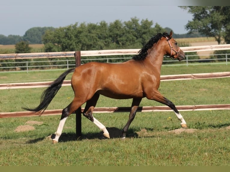 German Riding Pony Gelding 16 years 14,2 hh Brown in Poseritz