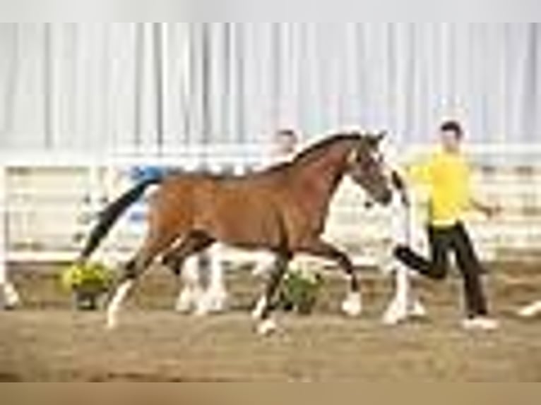 German Riding Pony Gelding 16 years 14,2 hh Brown in Poseritz