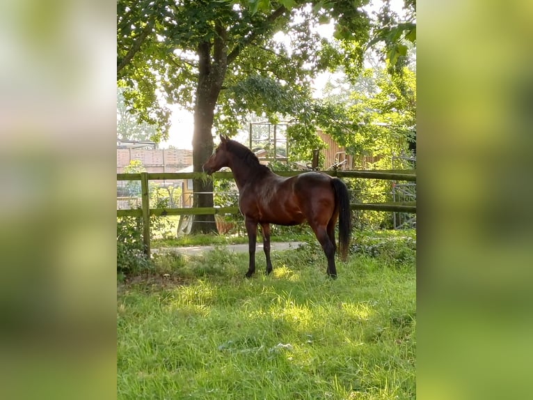 German Riding Pony Gelding 16 years 14,2 hh Brown in Dörverden