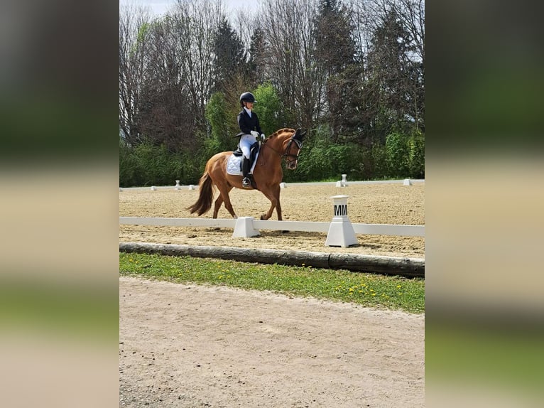German Riding Pony Gelding 16 years 14,2 hh Chestnut-Red in Mellach