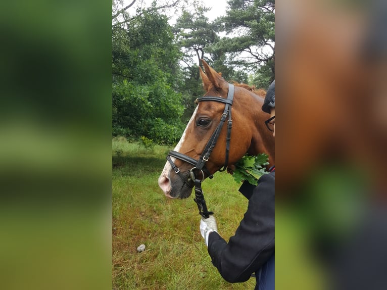 German Riding Pony Gelding 16 years 14,2 hh Chestnut-Red in D&#xF6;tlingen