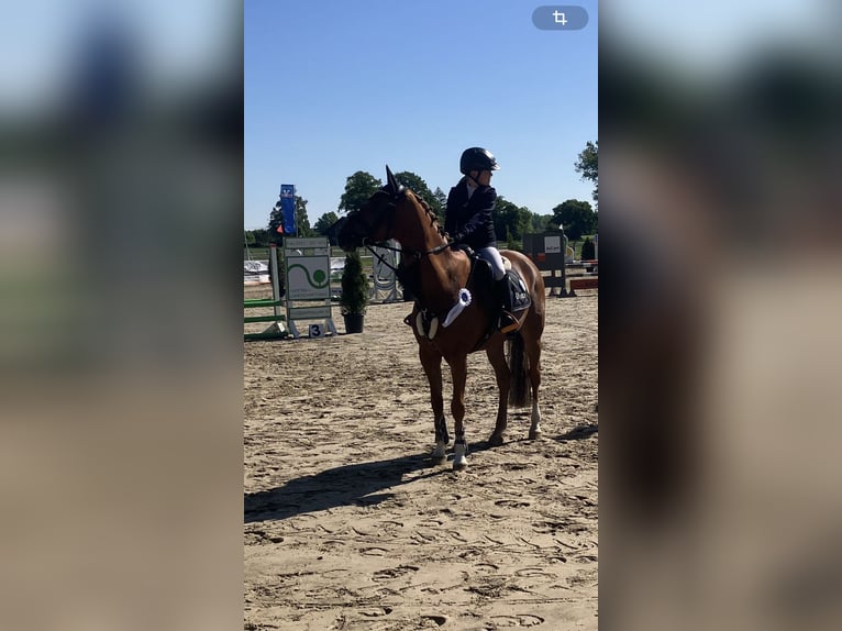 German Riding Pony Gelding 16 years 14,2 hh Chestnut-Red in Ascheberg