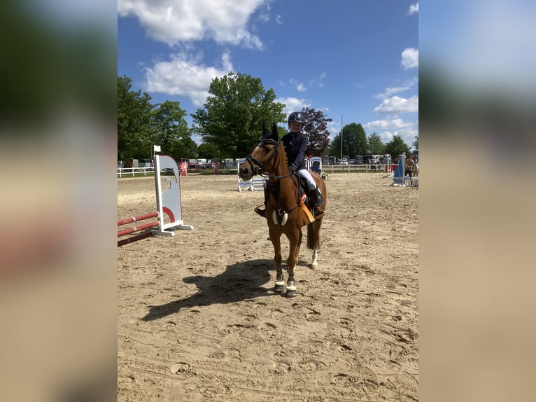 German Riding Pony Gelding 16 years 14,2 hh Chestnut-Red in Ascheberg