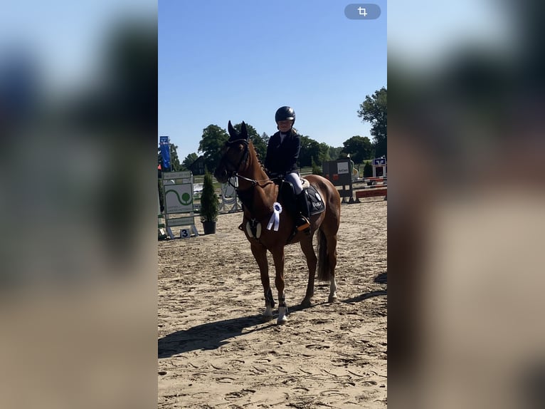 German Riding Pony Gelding 16 years 14,2 hh Chestnut-Red in Ascheberg