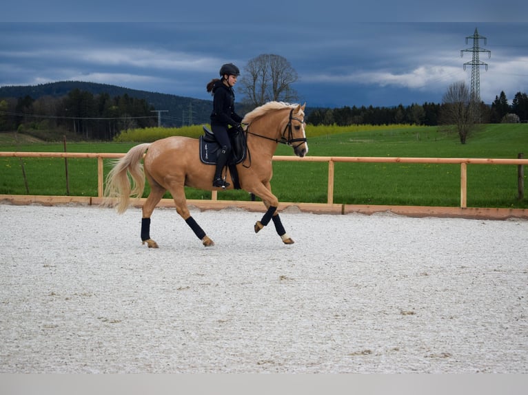 German Riding Pony Gelding 16 years 14,2 hh Palomino in Holzkirchen