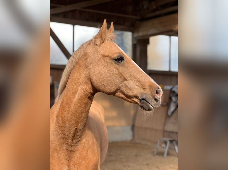 German Riding Pony Gelding 16 years 14,2 hh Palomino in Holzkirchen