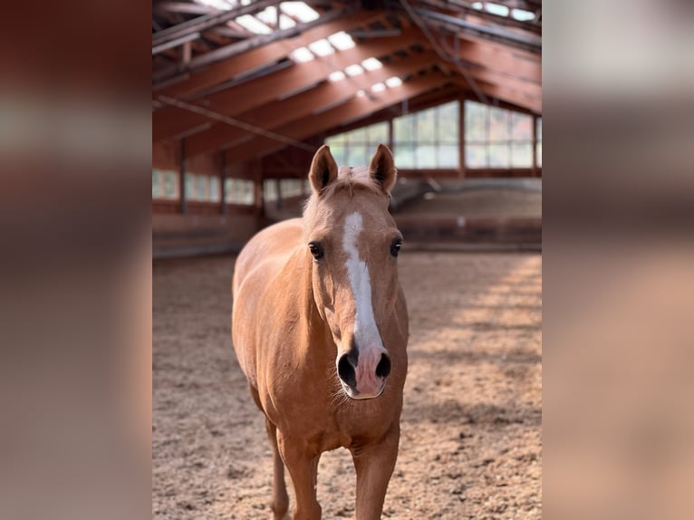 German Riding Pony Gelding 16 years 14,2 hh Palomino in Holzkirchen