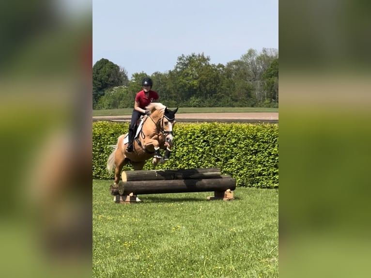 German Riding Pony Gelding 16 years 14,2 hh Palomino in Holzkirchen
