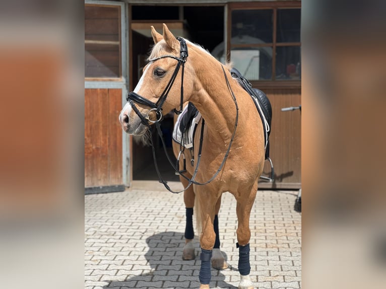 German Riding Pony Gelding 16 years 14,2 hh Palomino in Holzkirchen