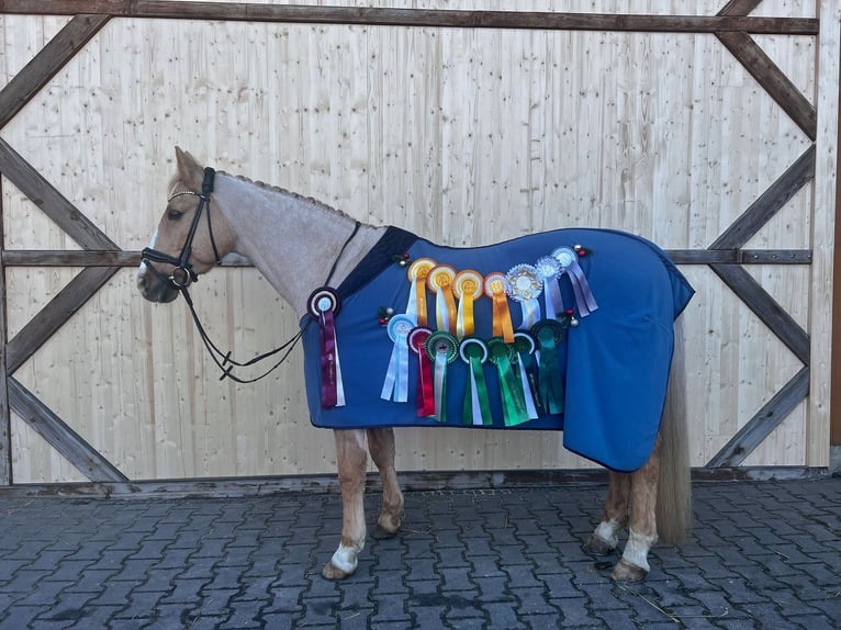 German Riding Pony Gelding 16 years 14,2 hh Palomino in Holzkirchen