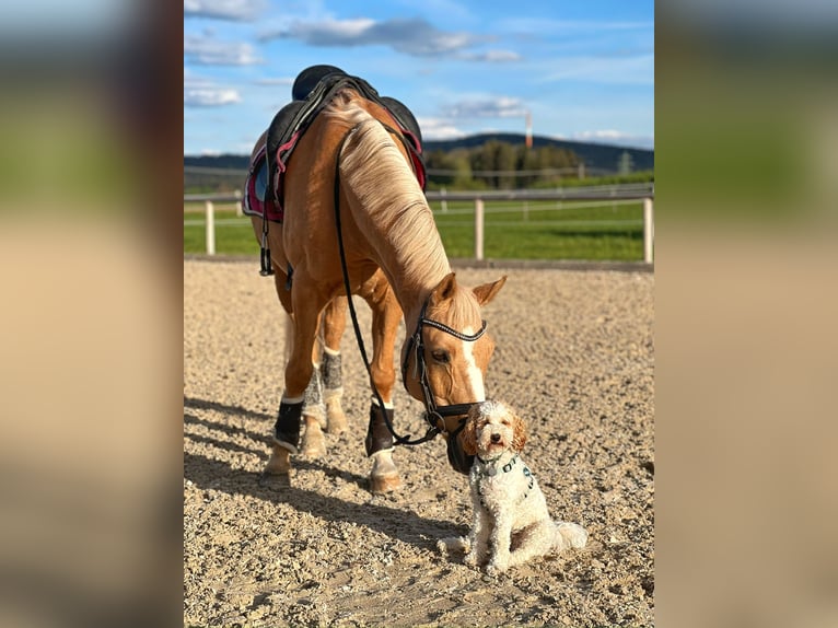 German Riding Pony Gelding 16 years 14,2 hh Palomino in Holzkirchen