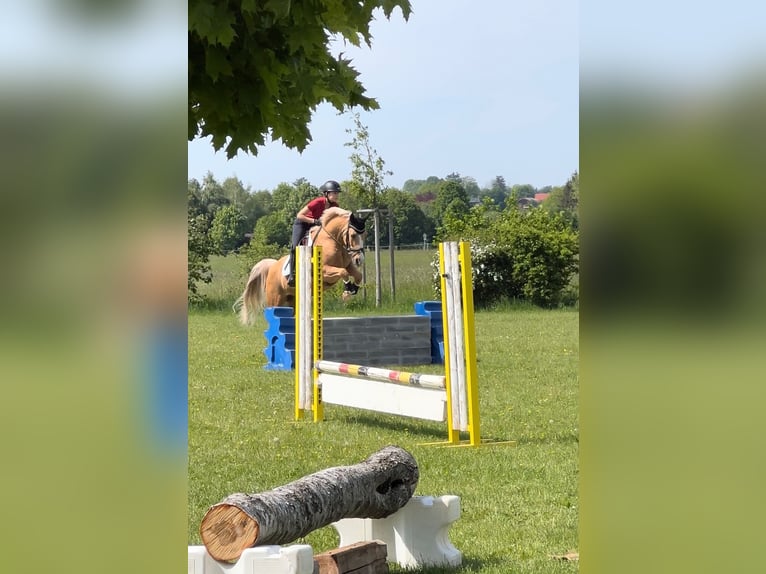 German Riding Pony Gelding 16 years 14,2 hh Palomino in Holzkirchen