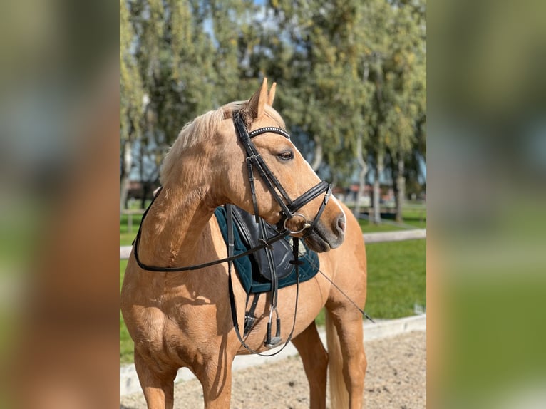 German Riding Pony Gelding 16 years 14,2 hh Palomino in Holzkirchen