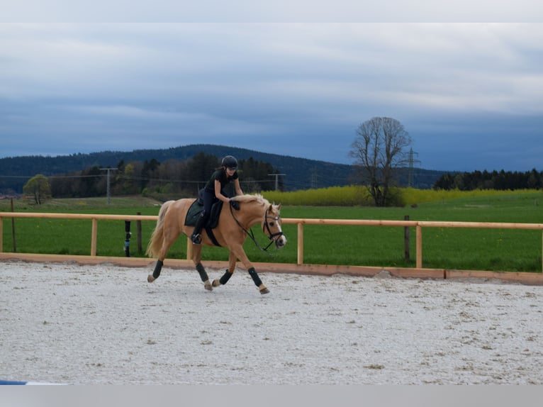 German Riding Pony Gelding 16 years 14,2 hh Palomino in Holzkirchen