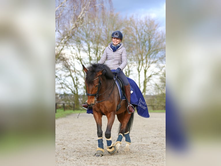 German Riding Pony Gelding 16 years 14,3 hh Brown in Essen