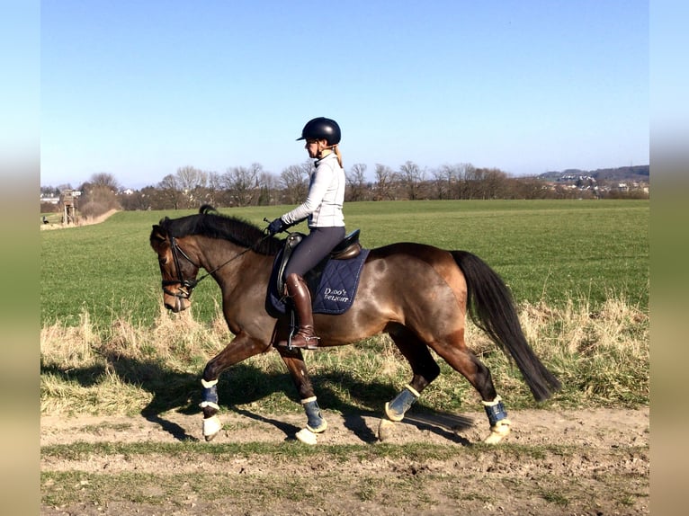 German Riding Pony Gelding 16 years 14,3 hh Brown in Essen