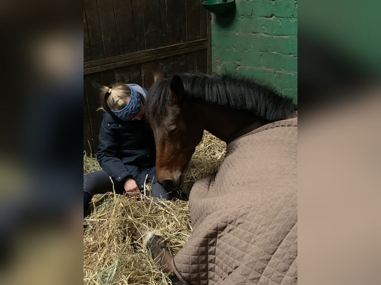 German Riding Pony Gelding 16 years 14,3 hh Brown in Essen