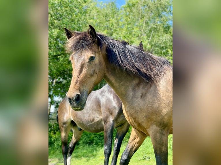 German Riding Pony Gelding 16 years 14,3 hh Brown in Essen