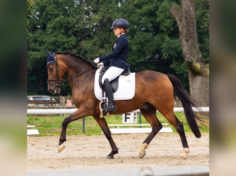 German Riding Pony Gelding 16 years 14,3 hh Brown in Essen