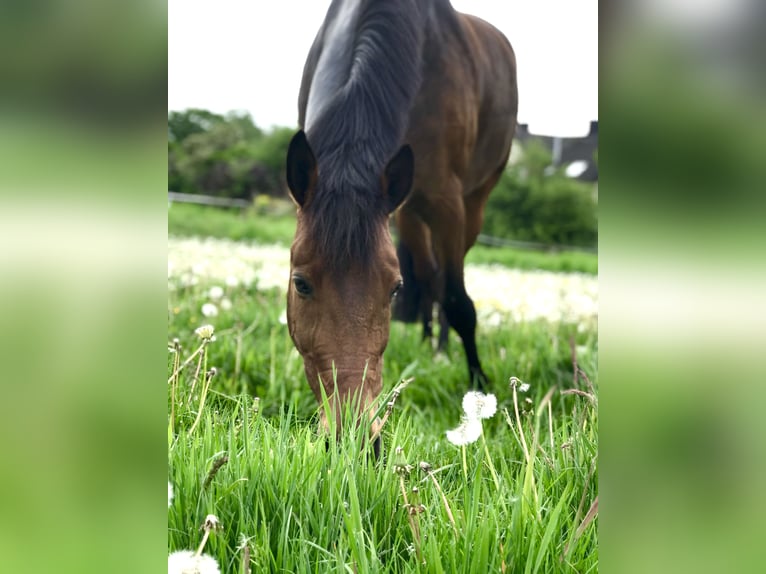 German Riding Pony Gelding 16 years 14,3 hh Brown in Essen