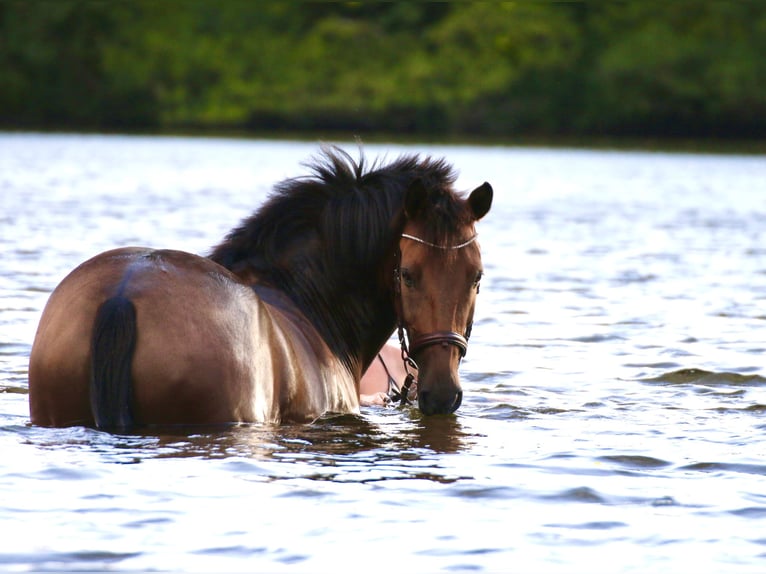 German Riding Pony Gelding 16 years 14,3 hh Brown in Essen