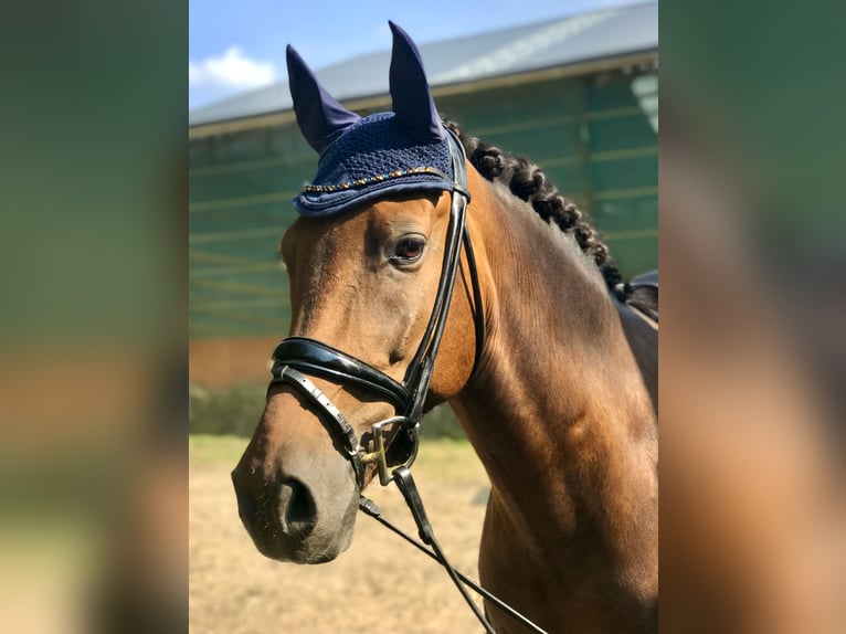 German Riding Pony Gelding 16 years 14,3 hh Brown in Essen